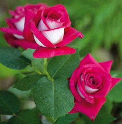 Ruža Monica Bellucci