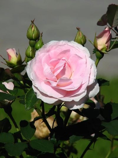 Růže Morden Blush