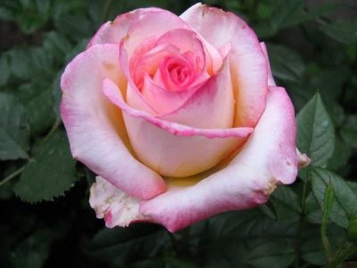 Rose der Moskauer Schönheit