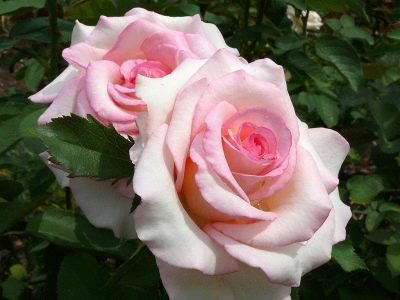 Rose Maansteen