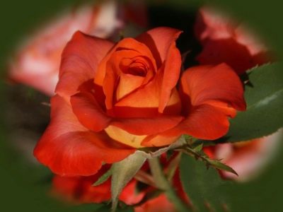 Růže naranga