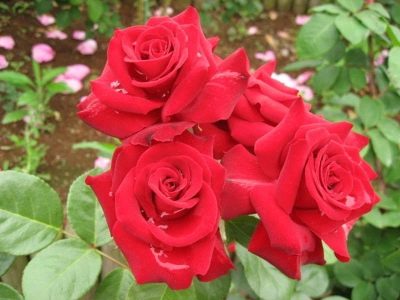 Růže Niccolo Paganini