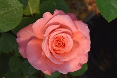 Rosa Notre Dame du Roser