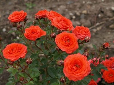 Bijou Rose Orange