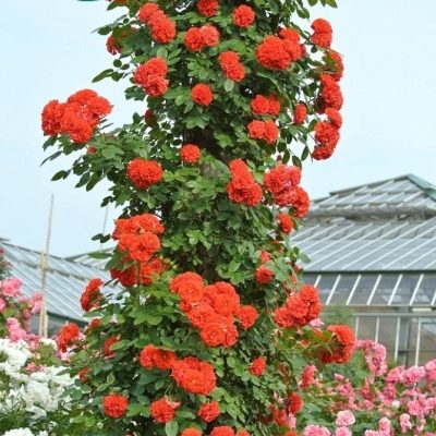 Trandafir Portocala Meilandina
