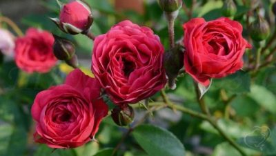 Trandafir Portocaliu Triumf