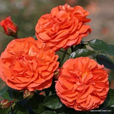 Rose Orangerie