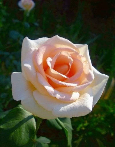 Rose of Osiana