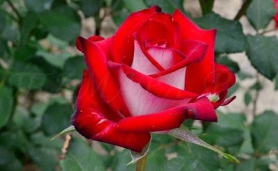 Rose of Osiria