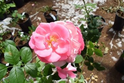 Rose Palmengarten Francfort