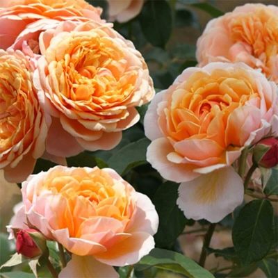 Rose Parfum de Orléans