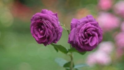 Rožių kvepalai de Rev