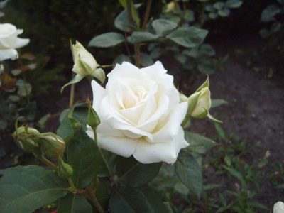 Róża Pascali
