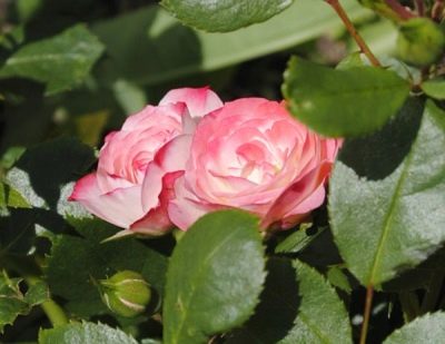 Růže Pat de Velor