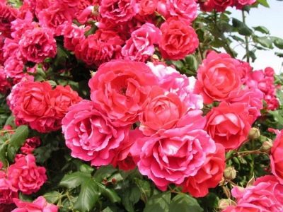Grimpeur écarlate Rose Pauls