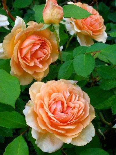 Rose pegasus