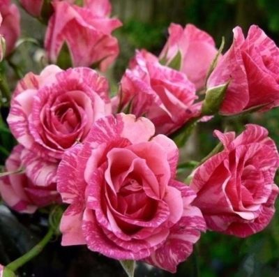Trandafir roz Flash