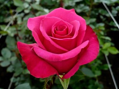 Rosa rosa floyd