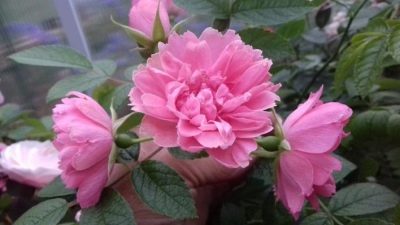 Rose Pink Grothendorst