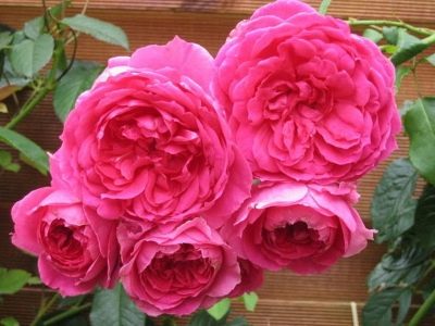 Nor roz trandafir