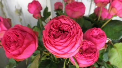 Rose Rose Piano