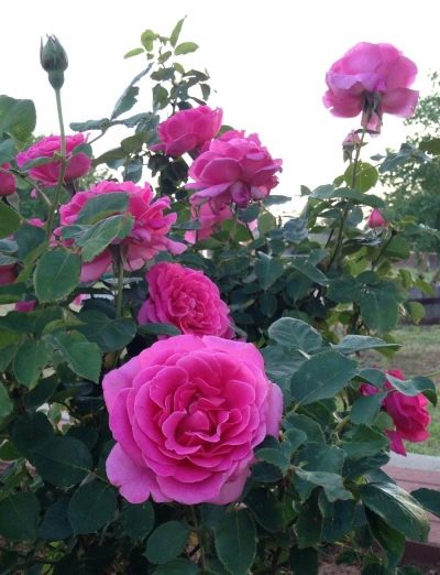 Rosa rosa paz