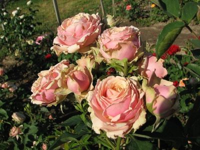 Rose pitahaya