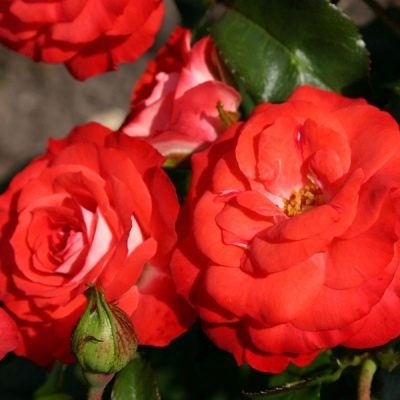 Rose Plantin og Blumen
