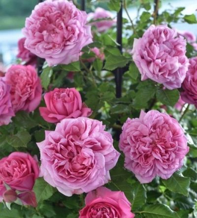 Rose Pompadour