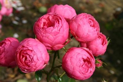 Růže Pomponella