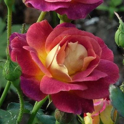 Rose Prieur de San Cosme