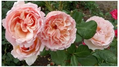 Róża Księżniczka Charlene de Monaco