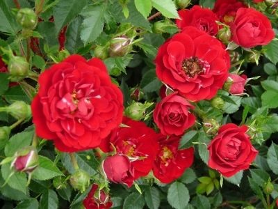 Cascata di rose rosse