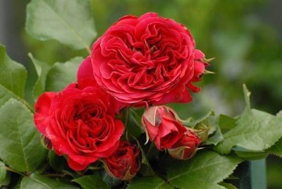 Červená růže Leonardo da Vinci