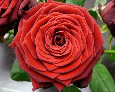 Trandafir Roșu Naomi