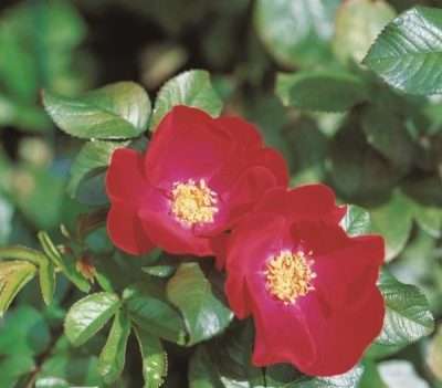 Rose robusta