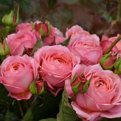 Rose Romantische Antik