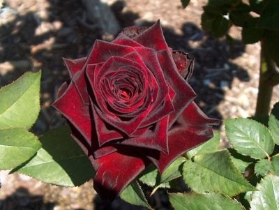 Rosa Royal Baccarat