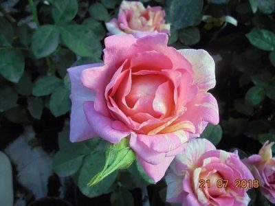Rosa Rosa de Cistercien