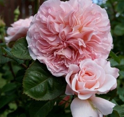Rose Rose de Tolbiak