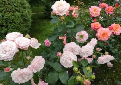 Rose Rosenfascinational