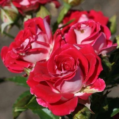 Rose Rubis Etoile