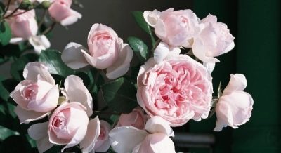 Rose Cendrillon