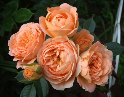 Rose Doux Rêve