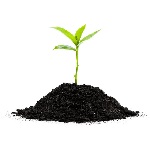 What soil to choose for seedlings
