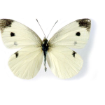 Kool vlinder