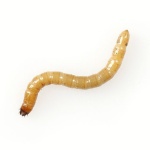 draadworm
