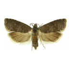 Plum moth