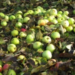 Apples fall