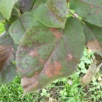 Spots on the leaves